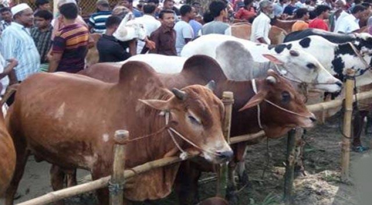 দক্ষিণ সিটির ১৩ স্থানে বসবে কোরবানির পশুর হাট