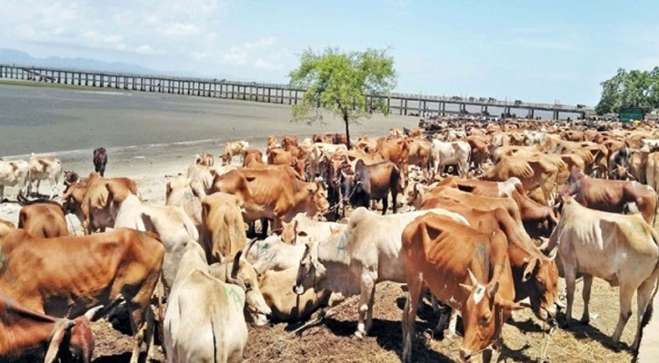 মিয়ানমার থেকে পশু আমদানি বন্ধ, হতাশ আমদানিকারকরা