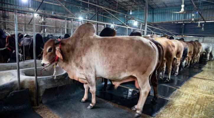 এবার লক্ষ্য এক কোটি ২০ লাখের বেশি পশু কোরবানি