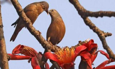 বসন্ত ছুঁয়েছে ভালোবাসার জয়গান