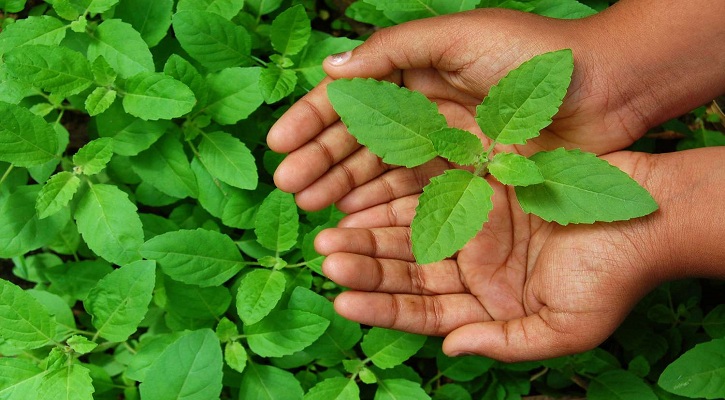 রোগ নিরাময়ে তুলসী গাছের উপকারীতা