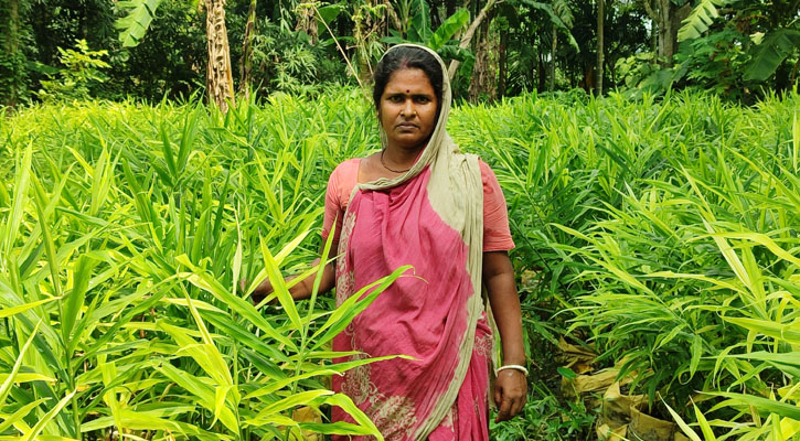 বস্তায় আদা চাষ, ১০ লাখ টাকা লাভের স্বপ্ন দেখছেন গৃহবধূ মল্লিকা