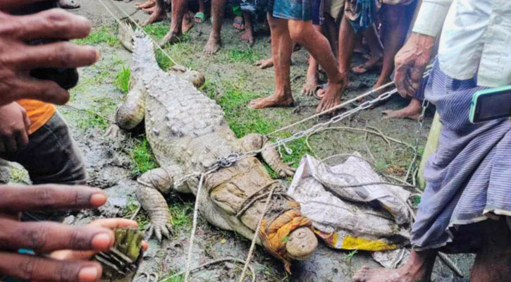 দুর্গম চরে ধরা পড়ল কুমির, একনজর দেখতে মানুষের ঢল