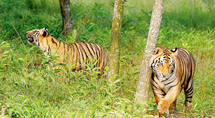 সুন্দরবনে বেড়েছে প্রাকৃতিক প্রহরী বাঘের সংখ্যা