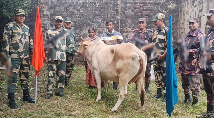 পতাকা বৈঠকের পর ভারতীয় গরু ফেরত দিলো বিজিবি