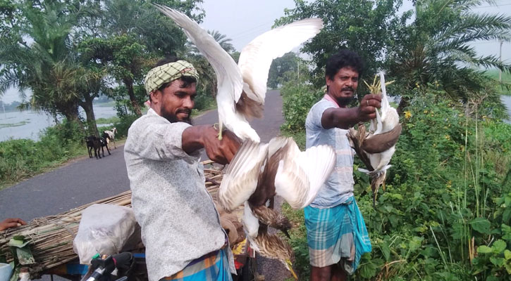 চাটমোহরে সাংবাদিকের ভালবাসায় মুক্ত আকাশে ডানা মেললো ৪০টি বক