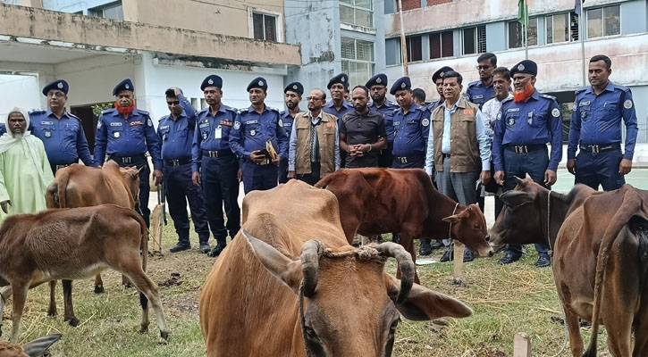 আমতলীতে চোরাই গরু সহ আন্তঃজেলা চোর চক্রের সদস্য গ্রেপ্তার