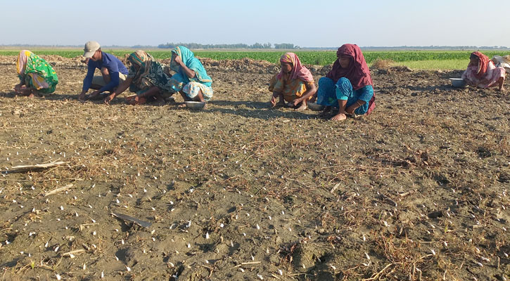 চলনবিলে বিনাহালে রসুন আবাদ, লাভবান হচ্ছেন কৃষক