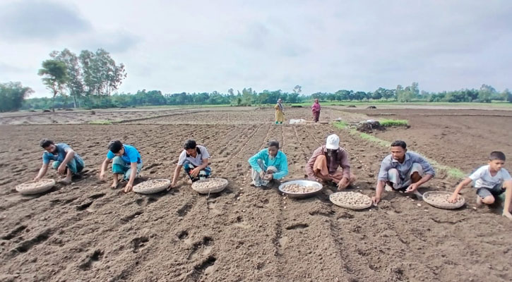 আগাম আলু চাষে স্বপ্ন বুনছেন নীলফামারীর কৃষকরা