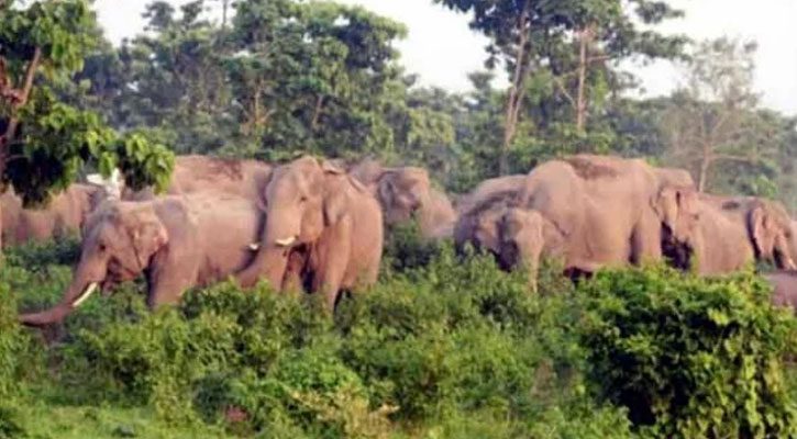 রামুতে বন্যহাতির আক্রমণে ব্যবসায়ী নিহত