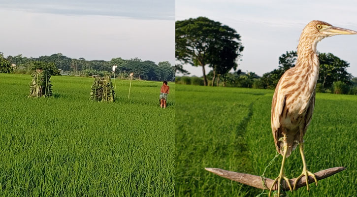 পূর্বধলার বিল-ঝিলে অবাধে চলছে বক শিকার