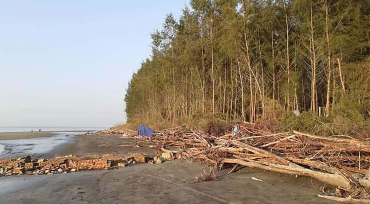 অবৈধভাবে গাছ কাটায় বরগুনার টেংরাগিরি বনের অস্তিত্ব সংকটের মুখে 