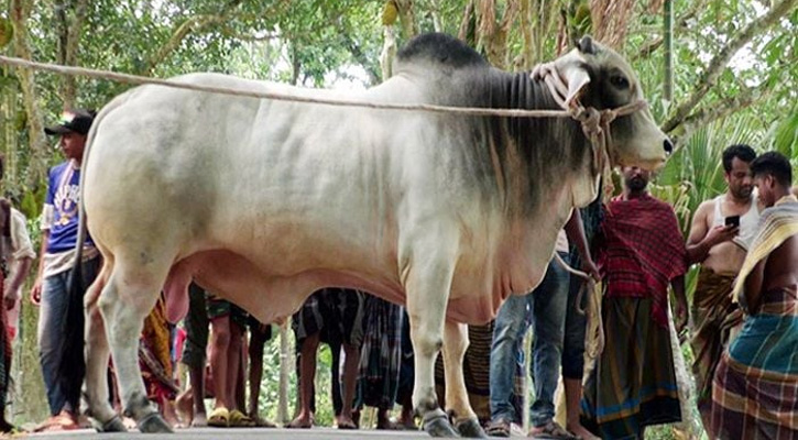 প্রধানমন্ত্রীকে কোরবানির গরু উপহার দিলেন কৃষক বুলবুল