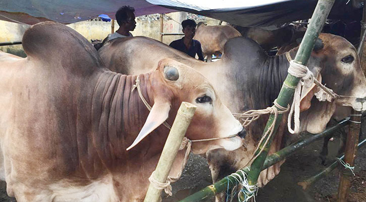 ঈদে এবার সারা দেশে এক কোটি ৪১ হাজার পশু কোরবানি