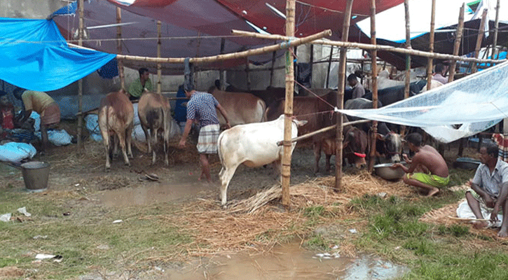 বৃষ্টিতে পশুর হাটে ক্রেতা-বিক্রেতার ভোগান্তি