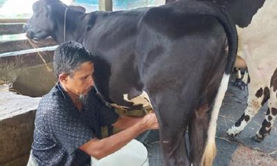 বরিশালে গর্ভধারণ না করেই দুধ দিচ্ছে গরু, এলাকায় চাঞ্চল্য