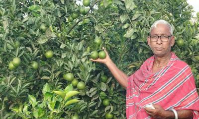 মাল্টা চাষে লাভবান নীলফামারীর পল্লী চিকিৎসক ধনেশ্বর