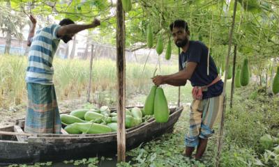 পাথরঘাটায় লাউ চাষে সফল দুই বন্ধু