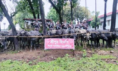 সিলেটে চোরাই পথে ভারত থেকে আসা ৩২ মহিষ আটক