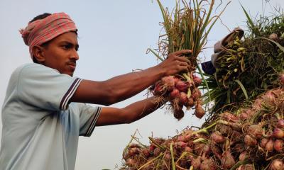 মুড়িকাটা পেঁয়াজের দরপতনে হতাশ পাবনার কৃষক, বিঘাপ্রতি লোকসান ৩০ হাজার টাকা