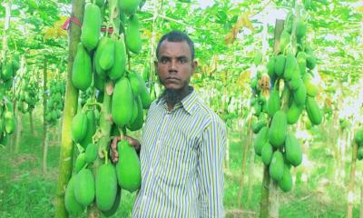 নান্দাইলে পেঁপে চাষ করে লাভবান শাহজাহান মিয়া