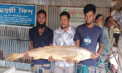 সাড়ে ১০ হাজার টাকায় বিক্রি হলো ১৪ কেজি ওজনের পোয়া