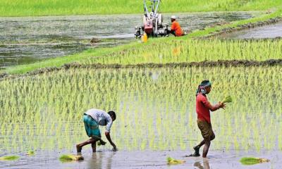 এক বছরে পেশা ছেড়েছেন ২ লাখ ৩০ হাজার কৃষক