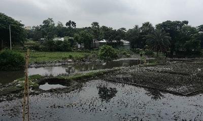 শিল্পকারখানার বর্জ্যে কমছে কৃষির উৎপাদন