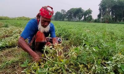 বাদাম তোলা ও শুকানোর কাজে ব্যস্ত সময় পার করছেন কৃষকরা