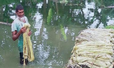 নান্দাইলে পাটের আঁশ ছাড়ানো, ধোয়া ও শুকানোর কাজে ব্যস্ত কৃষক