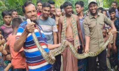 পাথরঘাটায় ১০ ফুট লম্বা অজগর উদ্ধার, বনে অবমুক্ত 