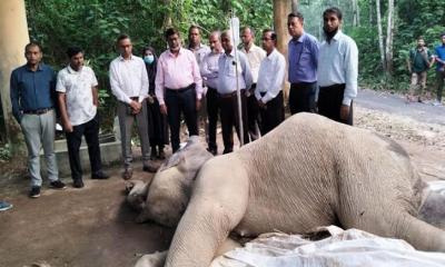 ট্রেনের ধাক্কায় আহত হয়ে চিকিৎসাধীন সেই হাতির মৃত্যু