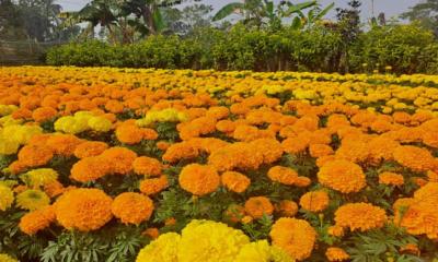 শীতে হলুদ রাজ্যের মুগ্ধতায় গাঁদা ফুল