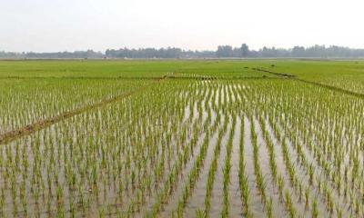 ১০ লাখ ৩৬ হাজার হেক্টর জমিতে পানি দিচ্ছে বিএমডিএ