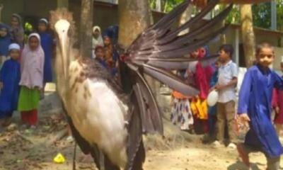 আশ্রয় নিতে আসা মদনটাক পাখি জবাই করে মাংস ভাগাভাগি, নেতৃত্বে ইউপি সদস্য 