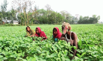 বরিশালে সয়াবিন চাষ বাড়লেও তেল উৎপাদন কম 