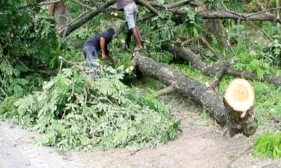 দরপত্রে মৃত ও ঝুঁকিপূর্ণ গাছ কাটার নির্দেশনা, চলছে তাজা গাছ কাটার মহোৎসব!