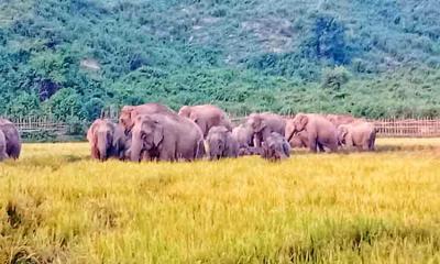 সীমান্তে বন্য হাতির তাণ্ডব, আতঙ্কে এলাকাবাসী