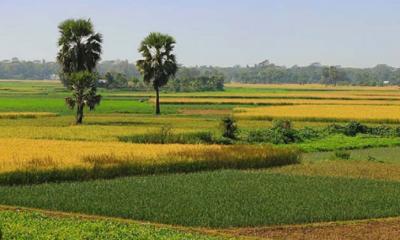 দেশের ৫৯ শতাংশ জমি আবাদযোগ্য