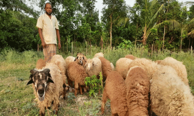 শখ থেকে ভেড়া পালন, বছরে আয় তিন লাখ টাকা