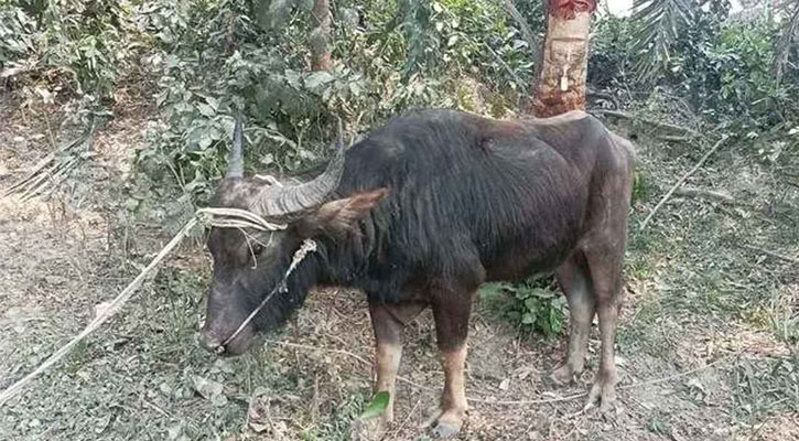 পালিত মহিষের শিংয়ের আঘাতে মালিকের মৃত্যু