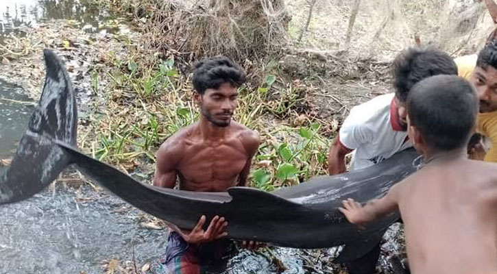 কুয়াকাটায় ঢেউয়ের স্রোতে ভেসে আসলো জীবিত ডলফিন