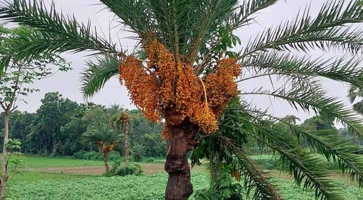 চুয়াডাঙ্গায় গা‌ছে গা‌ছে দুলছে পাকা খেজু‌রের কাঁদি