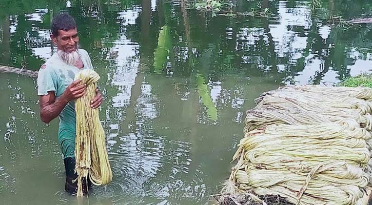 নান্দাইলে পাটের আঁশ ছাড়ানো, ধোয়া ও শুকানোর কাজে ব্যস্ত কৃষক