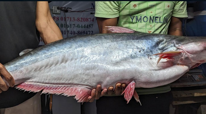 কুয়াকাটায় ১৪ কেজির সামুদ্রিক পাঙ্গাশ, বিক্রি হলো ১৬ হাজারে