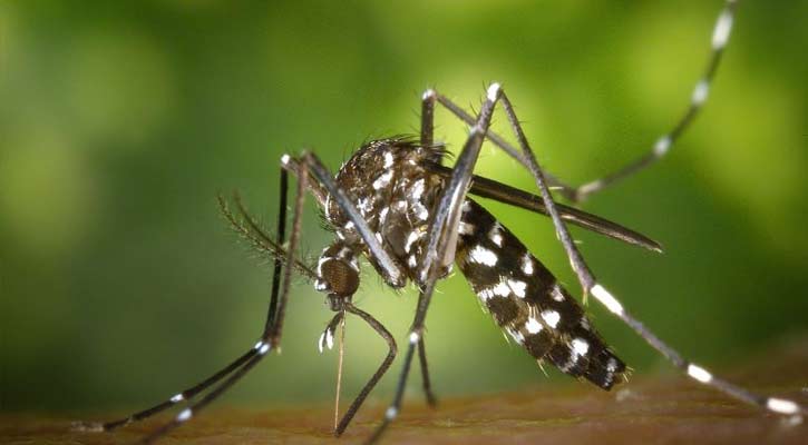 ডেঙ্গুতে আরও ৩ জনের মৃত্যু