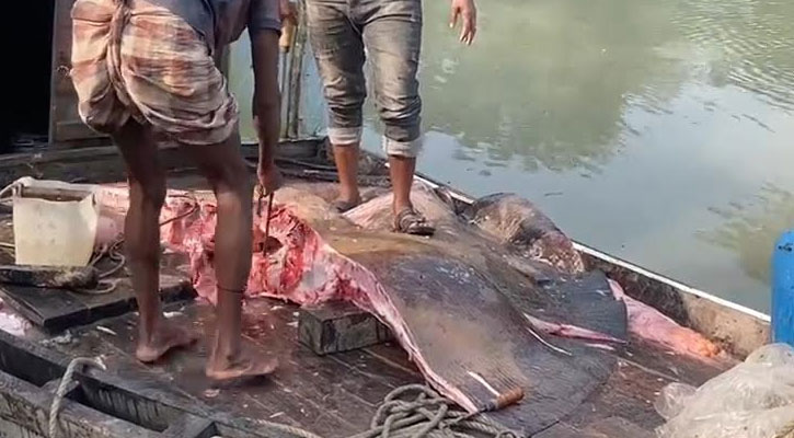 তালতলীতে ৮ মণ ওজনের শাপলাপাতা মাছ বিক্রিকালে জব্দ 