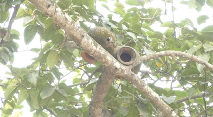 ময়মনসিংহে কমছে বিভিন্ন প্রজাতির পাখি 