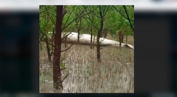 বরগুনায় ভেসে এলো অর্ধগলিত মাথাবিহীন তিমি মাছ