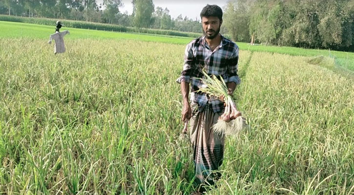 গ্রীষ্মকালীন পেঁয়াজ চাষে লাখ টাকা আয়ের স্বপ্ন দেখছেন চাষীরা 